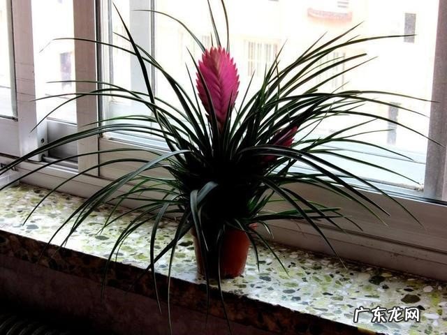 预防病虫 铁兰花开过以后怎么养才能再开花