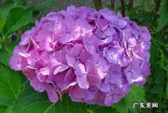 八仙花的功效与作用