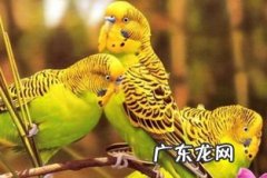 虎皮鹦鹉的养殖方法