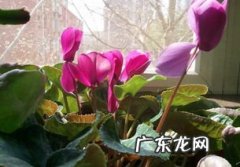 仙客来的养殖方法与注意事项