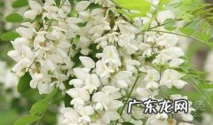 槐花能吃吗 槐花的常见吃法