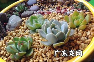 多肉植物的种植要铺石头吗