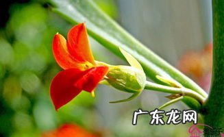 长寿花图片 长寿花的养殖方法