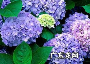 绣球花图片 绣球花的养殖方法