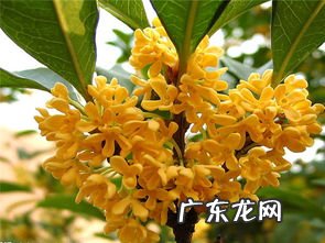 桂花怎么吃好 桂花的食用方法