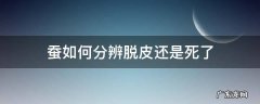 蚕如何分辨脱皮还是死了 蚕是怎么样脱皮的