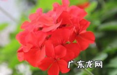 天竺葵的养殖方法 天竺葵的繁殖方法