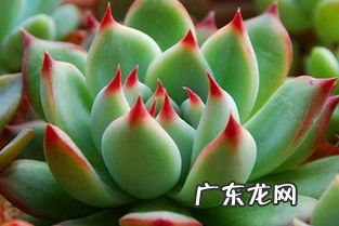 吉娃莲怎么养 吉娃莲图片