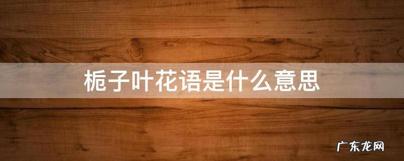 栀子花的花语是什么 栀子叶花语是什么意思