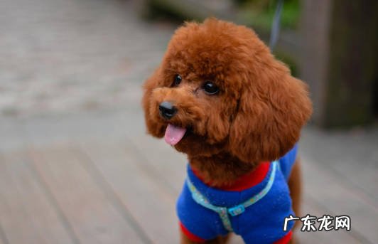 吉娃娃 最容易记仇的狗狗是什么品种