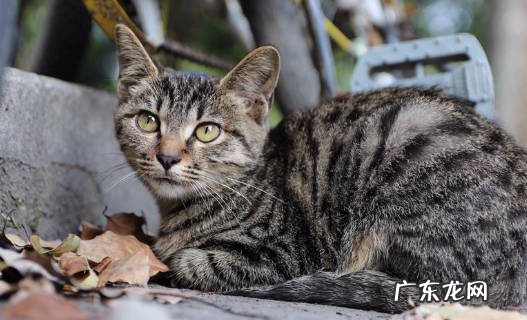 无毛猫 被称作聪明的猫咪有什么