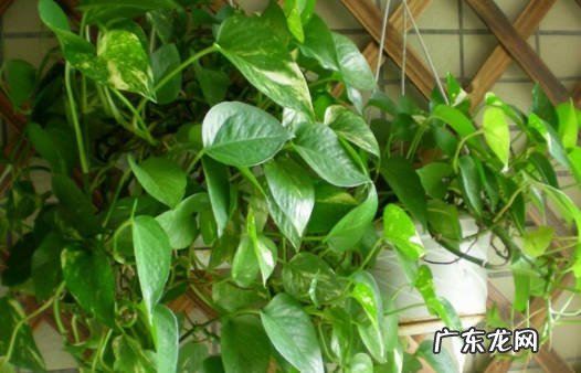 绿萝 什么花去除甲醛效果最好