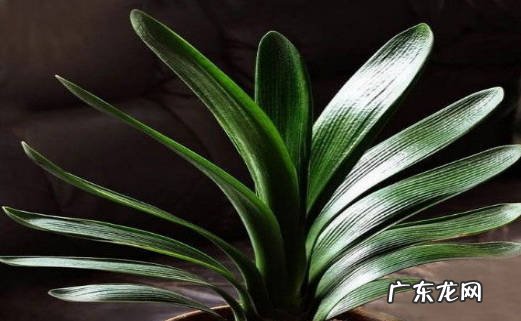 君子兰 什么花招财又旺宅好养