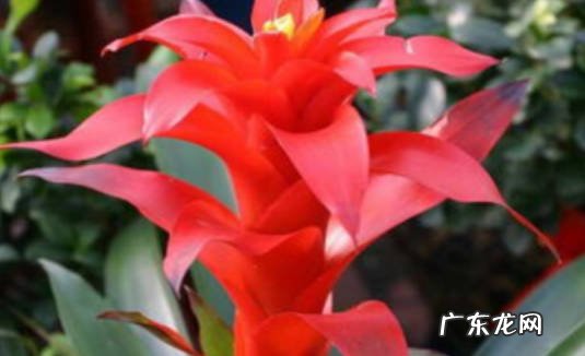 君子兰 什么花招财又旺宅好养