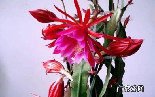 越来越好 令箭开花是什么兆头