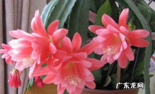 越来越好 令箭开花是什么兆头