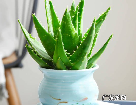 虎皮兰 卧室养花的选择是什么