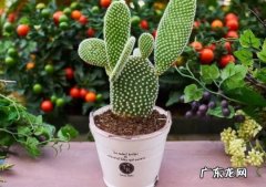 多肉 哪些品种的植物最好穷养