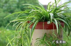 吊兰 最值得养在家里的植物是什么