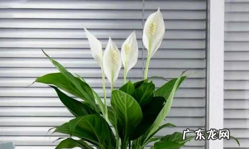 吊兰 最值得养在家里的植物是什么
