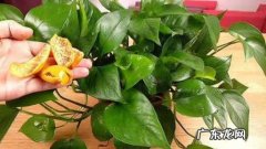 不分品种 用橘子皮养花要注意什么