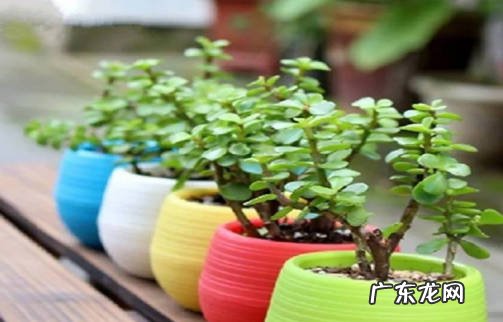 寓意不好 花盆为什么不能送人
