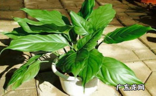 红掌 进门正对面摆什么植物