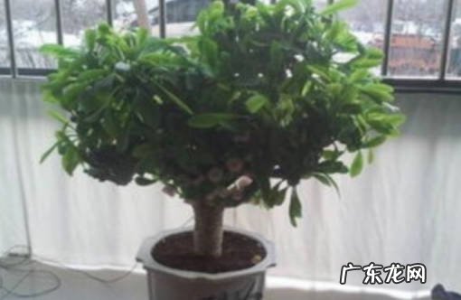 红掌 进门正对面摆什么植物