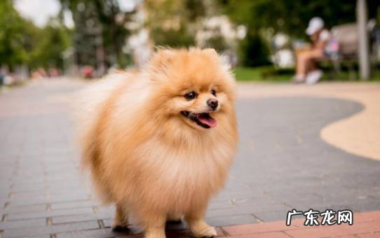 活泼 为什么博美受欢迎