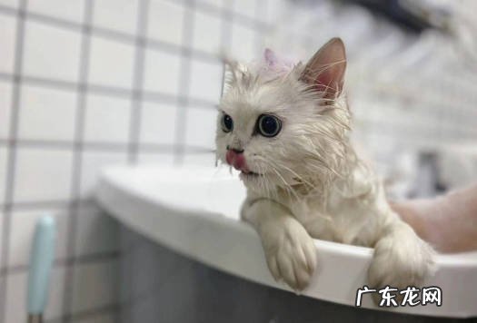 频繁洗澡 哪些习惯会降低猫咪寿命