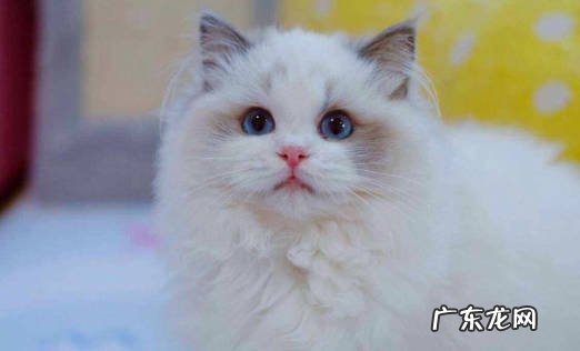 橘猫 哪些猫咪是最笨的品种
