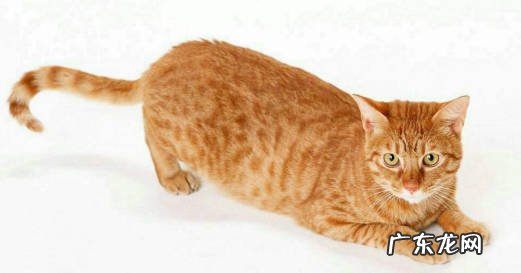 橘猫 哪些猫咪是最笨的品种