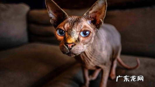 加菲猫 寿命短的猫咪有哪些