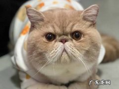 加菲猫 寿命短的猫咪有哪些