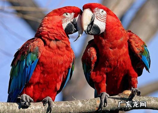 环境 怎么养鹦鹉更轻松