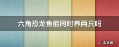 六角恐龙鱼养一只 六角恐龙鱼能同时养两只吗