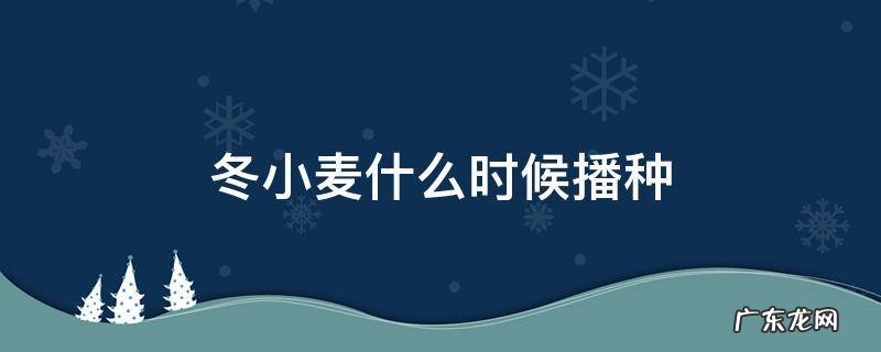 冬小麦什么时候播种 新疆冬小麦什么时候播种