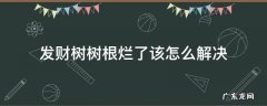 发财树树根烂了该怎么解决 发财树根烂掉了怎么办
