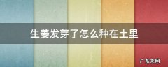 长芽的姜能种土里吗 生姜发芽了怎么种在土里