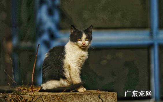 误吃毒药 不能投喂流浪猫的原因是什么