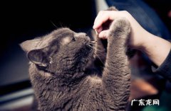 误吃毒药 不能投喂流浪猫的原因是什么