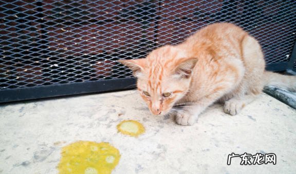 误吃毒药 不能投喂流浪猫的原因是什么