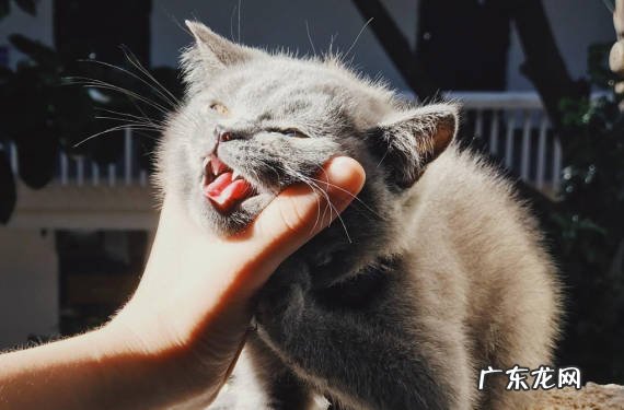攻击性强 为什么不能养野猫