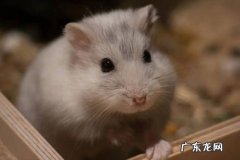 自我保护 为什么仓鼠会咬人