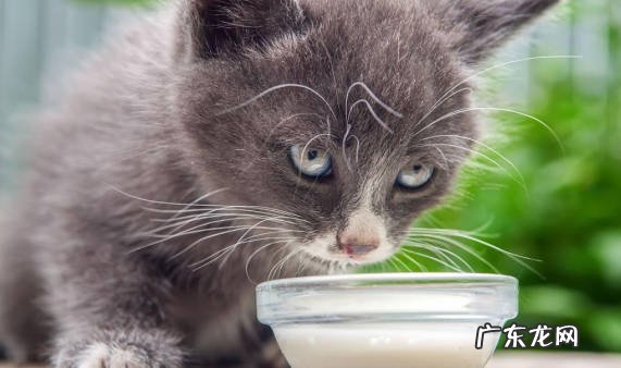 洗澡 刚到家的猫咪有什么禁忌