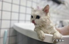 洗澡 刚到家的猫咪有什么禁忌