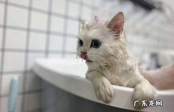洗澡 刚到家的猫咪有什么禁忌