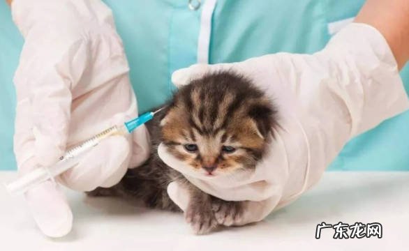 洗澡 刚到家的猫咪有什么禁忌