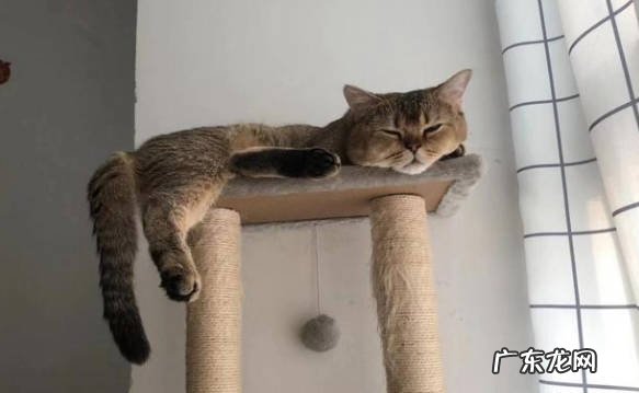 缩在角落 缺爱的猫咪怎么睡觉