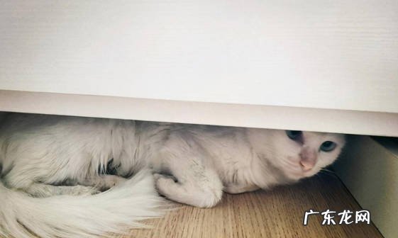 缩在角落 缺爱的猫咪怎么睡觉